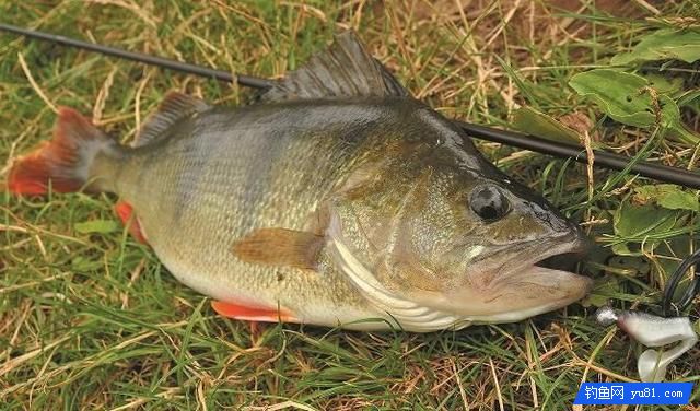 真后悔，現在才知道岸釣鱸魚不為人知的7個小妙招