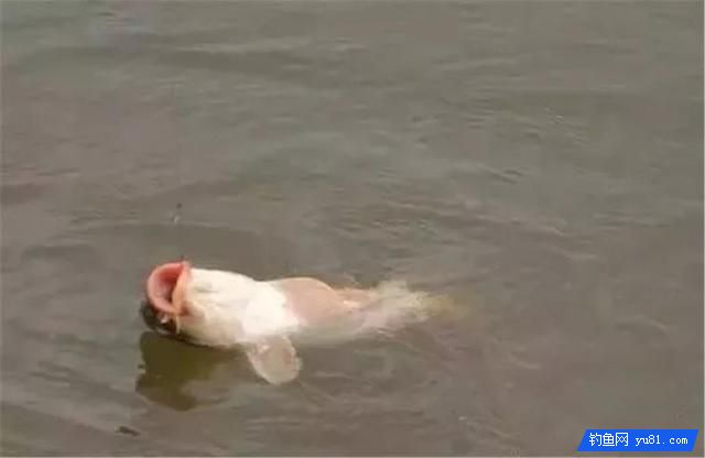 魚兒上鉤后，收線抬線的4個步驟，釣魚人不得不知