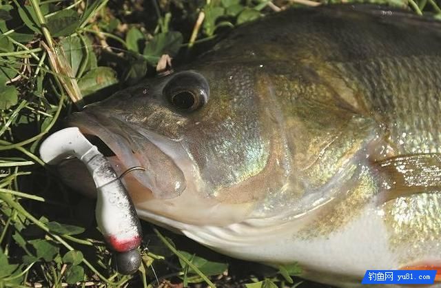 真后悔，現在才知道岸釣鱸魚不為人知的7個小妙招