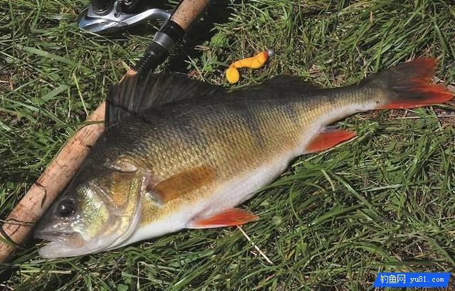 真后悔，現在才知道岸釣鱸魚不為人知的7個小妙招