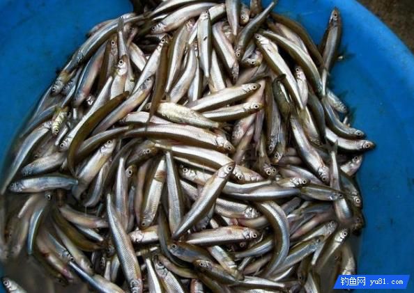 夏季釣魚避白條是個問題，這些技巧幫你輕松解決難題，順利釣大魚