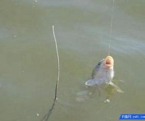 釣魚技巧：什么是釣接口？打接口的技巧！