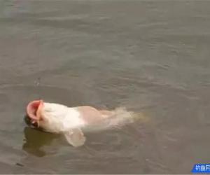 魚兒上鉤后，收線抬線的4個步驟，釣魚人不得不知
