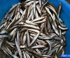 夏季釣魚避白條是個問題，這些技巧幫你輕松解決難題，順利釣大魚