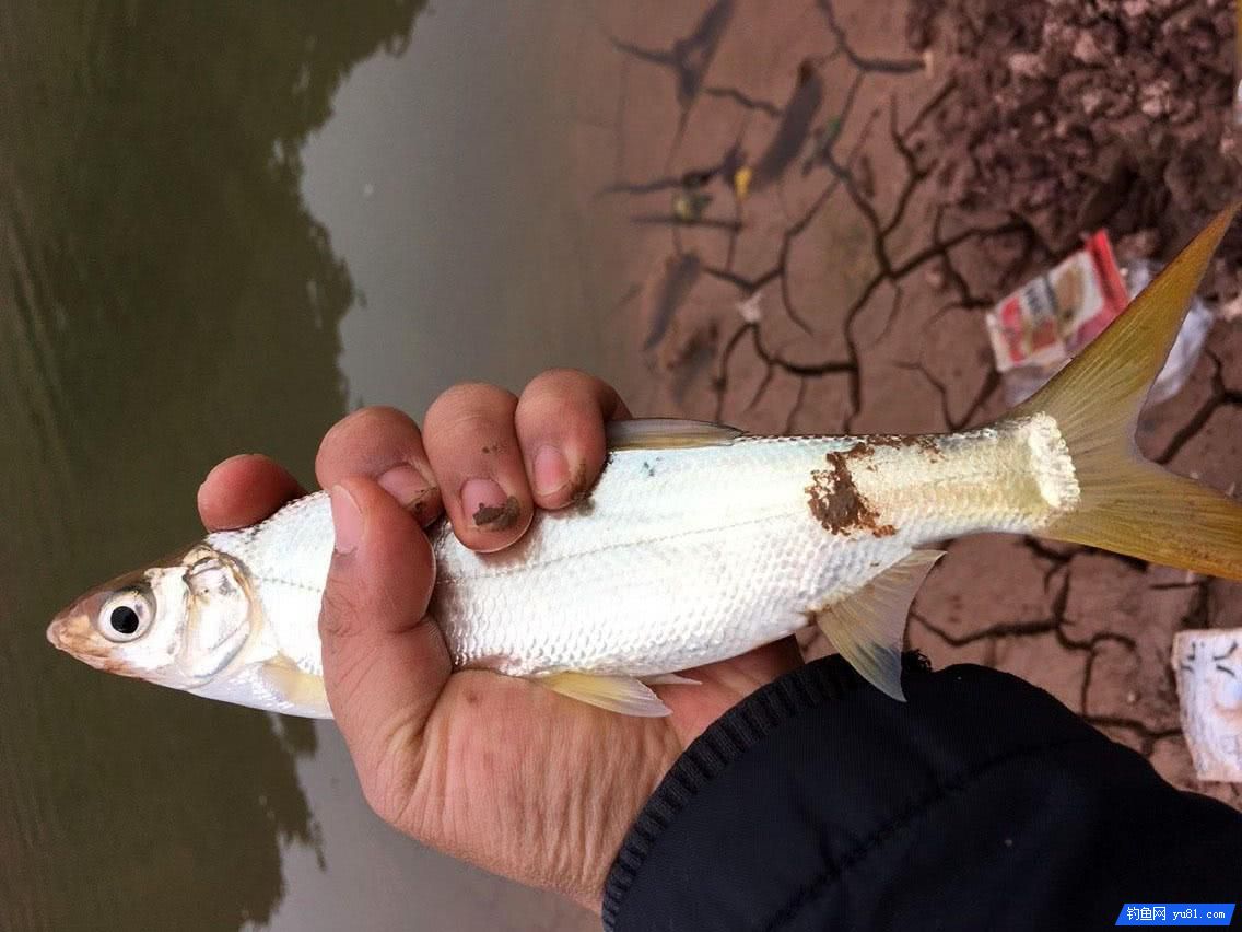 很多釣魚人喜歡釣此魚, 魚不怎么好吃, 手感好