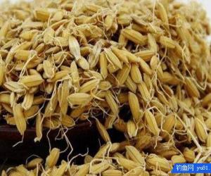民間釣魚老王研究出來的釣草魚鯉魚配方，學會了你也可以成為高手