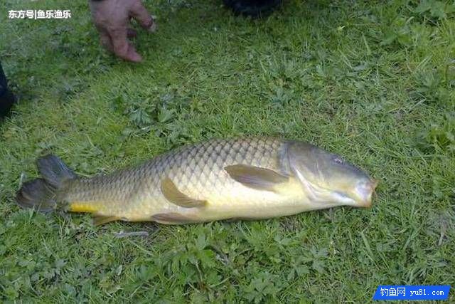 秋天釣鯉魚找魚窩的訣竅，4種找魚技巧讓釣友輕松上魚！