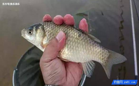 秋天釣鯉魚找魚窩的訣竅，4種找魚技巧讓釣友輕松上魚！