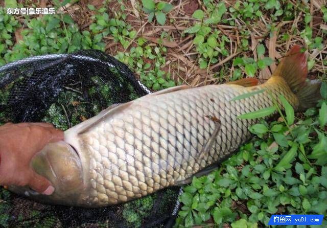 秋天釣鯉魚找魚窩的訣竅，4種找魚技巧讓釣友輕松上魚！