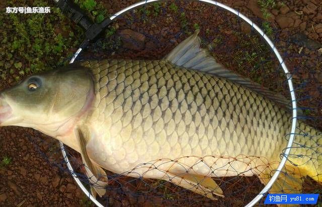 秋天釣鯉魚找魚窩的訣竅，4種找魚技巧讓釣友輕松上魚！