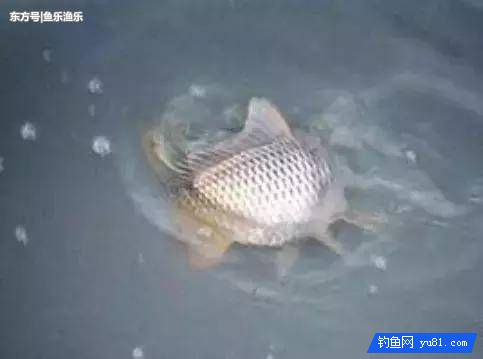 秋天釣鯉魚找魚窩的訣竅，4種找魚技巧讓釣友輕松上魚！