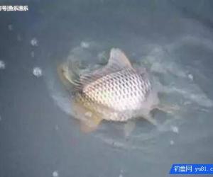 秋天釣鯉魚找魚窩的訣竅，4種找魚技巧讓釣友輕松上魚！