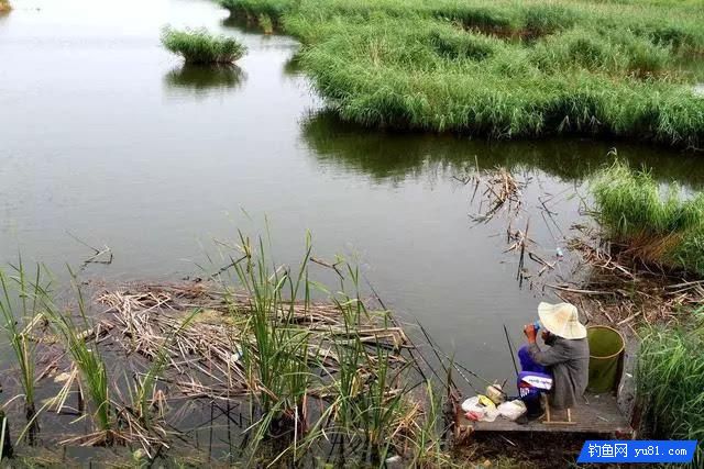 釣秋魚的三種釣法，受益終身