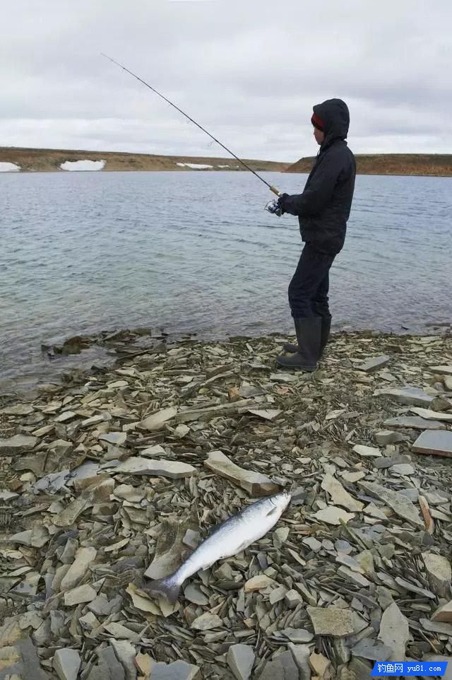 釣秋魚的三種釣法，受益終身