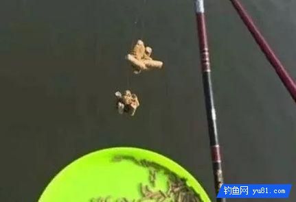 秋季黑坑如何連桿？可以從三個方面分析