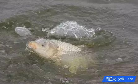 秋季黑坑如何連桿？可以從三個方面分析