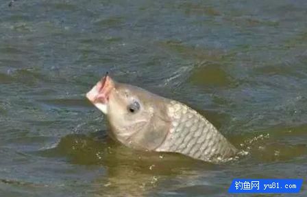 秋季黑坑如何連桿？可以從三個方面分析