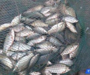 釣魚時連鯽魚都脫鉤？那你肯定是犯了這幾個錯誤！