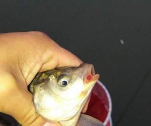 見到這種情況下的魚，一定不要下竿釣魚！