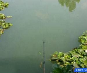 釣魚別盲目，3招辨別水中是否有魚！