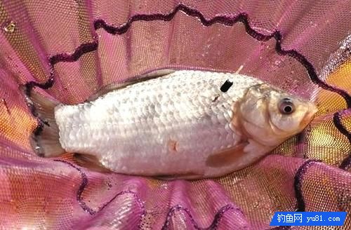 冬季稍稍設置下鯽魚技巧，收獲還是比較樂觀的！