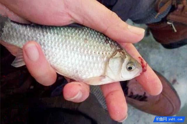 冬季釣鯽魚想要好成績，選好釣位才是王道！