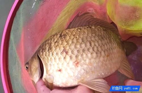 冬季稍稍設置下鯽魚技巧，收獲還是比較樂觀的！