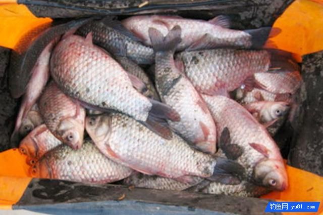 冬季釣鯽魚想要好成績，選好釣位才是王道！