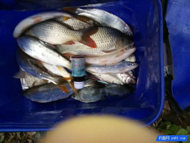 冬季釣鯽魚想要好成績，選好釣位才是王道！