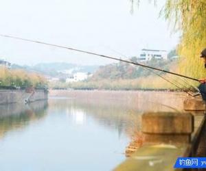 冬季稍稍設置下鯽魚技巧，收獲還是比較樂觀的！