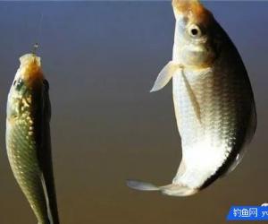 告訴大家釣魚打窩的幾種方法，絕對好用