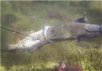 《垂釣對象魚視頻》 水下射中大鯉魚遭遇意外全過程