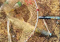 《垂釣對象魚視頻》 釣友坑塘釣獲大草魚