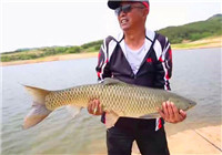 《垂釣對象魚視頻》 男子爆炸鉤作釣大草魚
