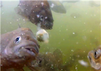 《垂釣對象魚視頻》狡猾的鯽魚吃餌實錄