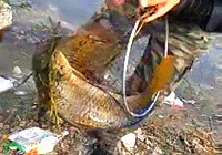 《垂釣對象魚視頻》春季水庫手竿爆擒大鯉魚