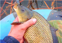 《垂釣對象魚視頻》釣友蚯蚓餌中獲紅毛大鯉子