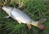 《垂釣對象魚視頻》 自然水域手竿釣獲大鯉魚