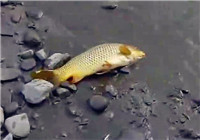 《垂釣對象魚視頻》男子河邊擒大鯉