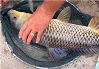 《垂釣對象魚視頻》 男子長竿細線黑坑釣鯉魚
