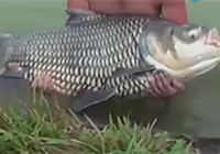 《垂釣對象魚視頻》 水庫擒獲巨物鯉魚全過程