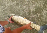 《垂釣對象魚視頻》 釣友夏季水庫作釣20多斤草魚