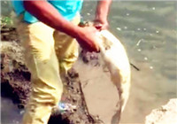 《垂釣對象魚視頻》 男子江邊釣獲草魚