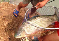《垂釣對象魚視頻》 男子夏季水庫釣獲超大草魚