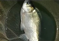 《垂釣對象魚視頻》 男子手竿河流釣獲大鯽魚
