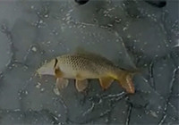 《垂釣對象魚視頻》 男子野地冰釣大黃鯉魚