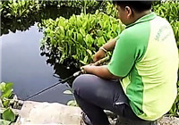 《垂釣對象魚視頻》 釣友在魚塘釣獲大個體鰱魚
