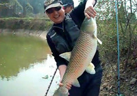 《垂釣對象魚視頻》 男子坑塘野釣收獲大草魚