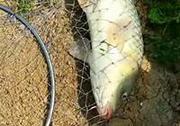 《垂釣對象魚視頻》 男子傳統長竿釣到大鯉魚