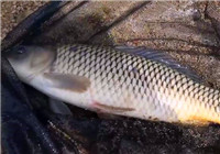 《垂釣對象魚視頻》 男子水庫臺釣大鯉魚